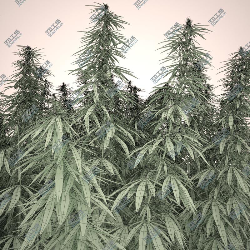 images/goods_img/20210313/Cannabis Sativa Field/3.jpg